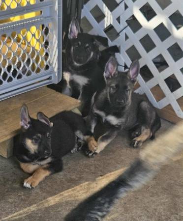 German Shepards (Dothan)63612039123203121