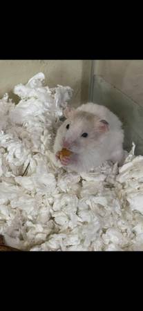 White Hamster (Miami)