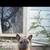 French Bulldog Puppies 9 thumbnail
