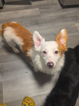 Mezcla de Corgi