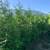 Premium Quality Cedar Hedges For Sale 6 thumbnail