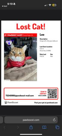 Lost Orange cat 1