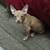 Male Chihuahua 2 thumbnail