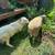 Katahdin-Dorper Rams 2 thumbnail