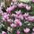 Flowering Shrubs, Ornamental Shrubs, Bushes Evergreen Shrubs 10 thumbnail