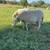 St. Croix Sheep 11 thumbnail