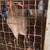 Gallos,hens,hennies,gamefowl,gallinas,roosters 5 thumbnail