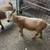Herd reduction! Nigerian Dwarf Does Goats 2 thumbnail