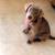 Silver Labrador Stud Service 2 thumbnail