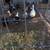 Hatching eggs 7 thumbnail