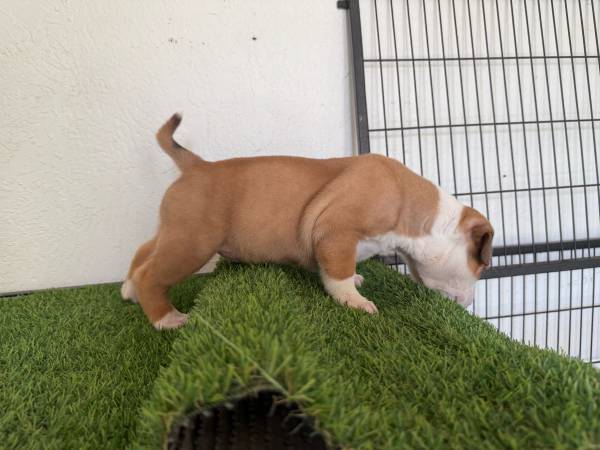 Cachorros pocket bully en adopción (Visalia)63873027386113122