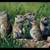 Ground Squirrel & Rock Chuck 1 thumbnail