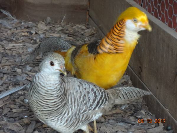 Ornamental Pheasants (St Inigoes MD)63917858287619122