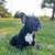Rehoming french bulldog 2 thumbnail