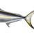 Yellowtail Amberjack Fish Mount Replica 51.5" 3 thumbnail