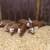 Hereford Sow 2 thumbnail