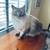 Beautiful cats need new homes!! 3 thumbnail