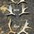 Moose shed antler deer skull bull rack european mount taxidermy 13 thumbnail