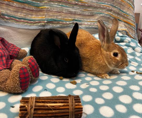 Se necesitan voluntarios en Rabbit & Guinea Pig rescue (Oakland)63890025696643123
