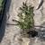 Landscaping services (next level quality) - Many other services also 15 thumbnail