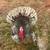 Turkey 2 thumbnail