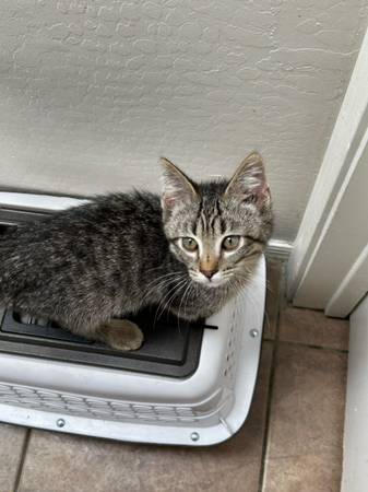 Kitten (Phoenix)63967288705922121