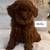 Red toy poodle 2 thumbnail