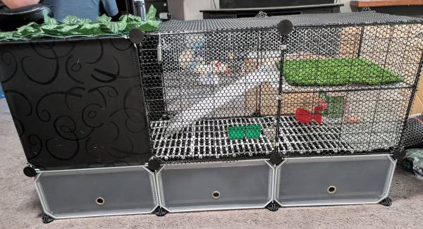 Coturnix Quail Cage 1
