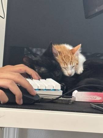 Free cats 4 and 6 month olds (Bakersfield)64014695921537123