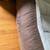 Extra Large Costco Kirkland clean dog bed 3 thumbnail