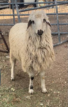 Fat tail ram 1