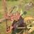 Horse drawn mowing machine 6 thumbnail
