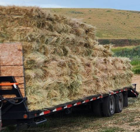 Feeder quality hay, small bales 1