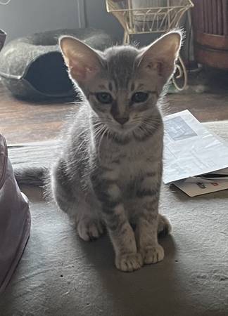 GATITO necesita hogar (Wixom)