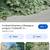 Elaeagnus plants 4 thumbnail