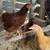 Bantams 4 thumbnail