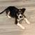 Pit Mix Puppy 3 thumbnail