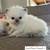 Persian Kittens 11 thumbnail