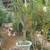 ALOE BAIENSEII ,DR SUSE tree & Dracaena Draco 11 3 thumbnail