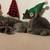 1 year old cat 4 thumbnail