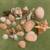 Seashell Collection 2 thumbnail