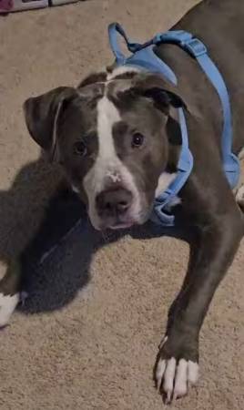 El cachorro necesita un nuevo hogar (Durham)64178875441666120