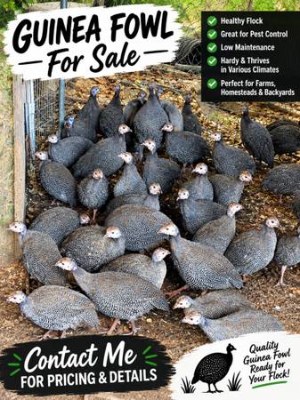 Guineas 1