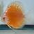 Live Freshwater Fish Discus, Guppy, Molly, Parrot Cichlid, Flowerhorn 8 thumbnail