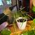 Plants 4 thumbnail