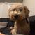 Goldendoodle 3 thumbnail