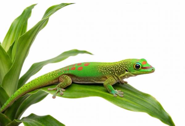 Gecko de Madagascar (Los Ángeles)