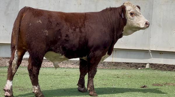 Polled Hereford Bull Sale or Lease 1