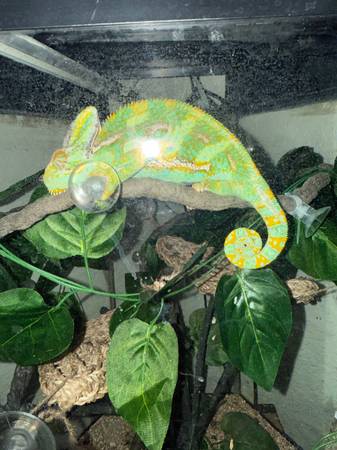 Beautiful Chameleon (Vero Beach)63667829018497120