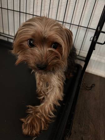 Mini Yorkie (Yorkshire Terrior)63682016029057120